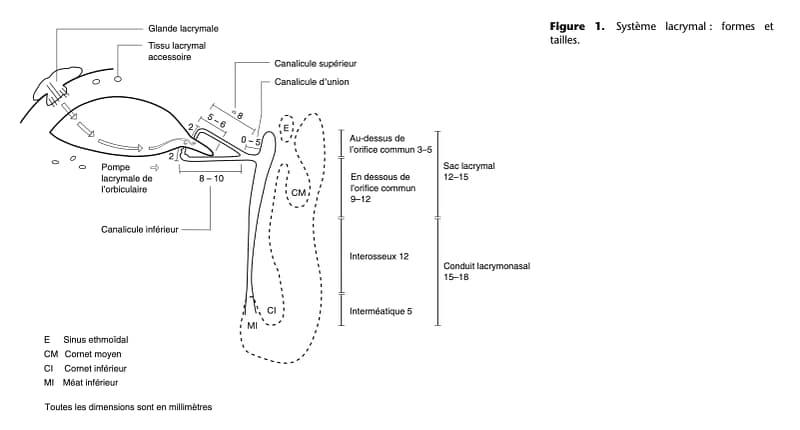 Schéma anatomique du système lacrymal (glande lacrymale, canalicules, sac lacrymal et conduit lacrymo-nasal) avec repères et dimensions.