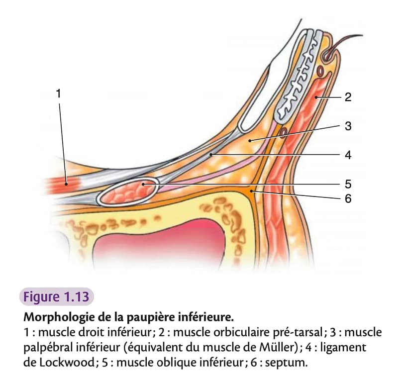 Schéma anatomique de la paupière inférieure (coupe) montrant les muscles et structures de soutien : muscle droit inférieur, orbiculaire pré-tarsal, muscle palpébral inférieur, ligament de Lockwood, muscle oblique inférieur et septum.